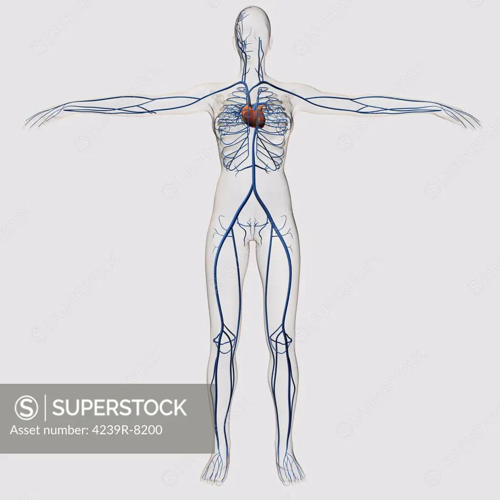 Medical illustration of female circulatory system with heart and veins visible, full body view.