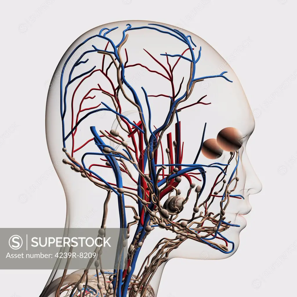 Medical illustration of head arteries, veins and lymphatic system, side view.