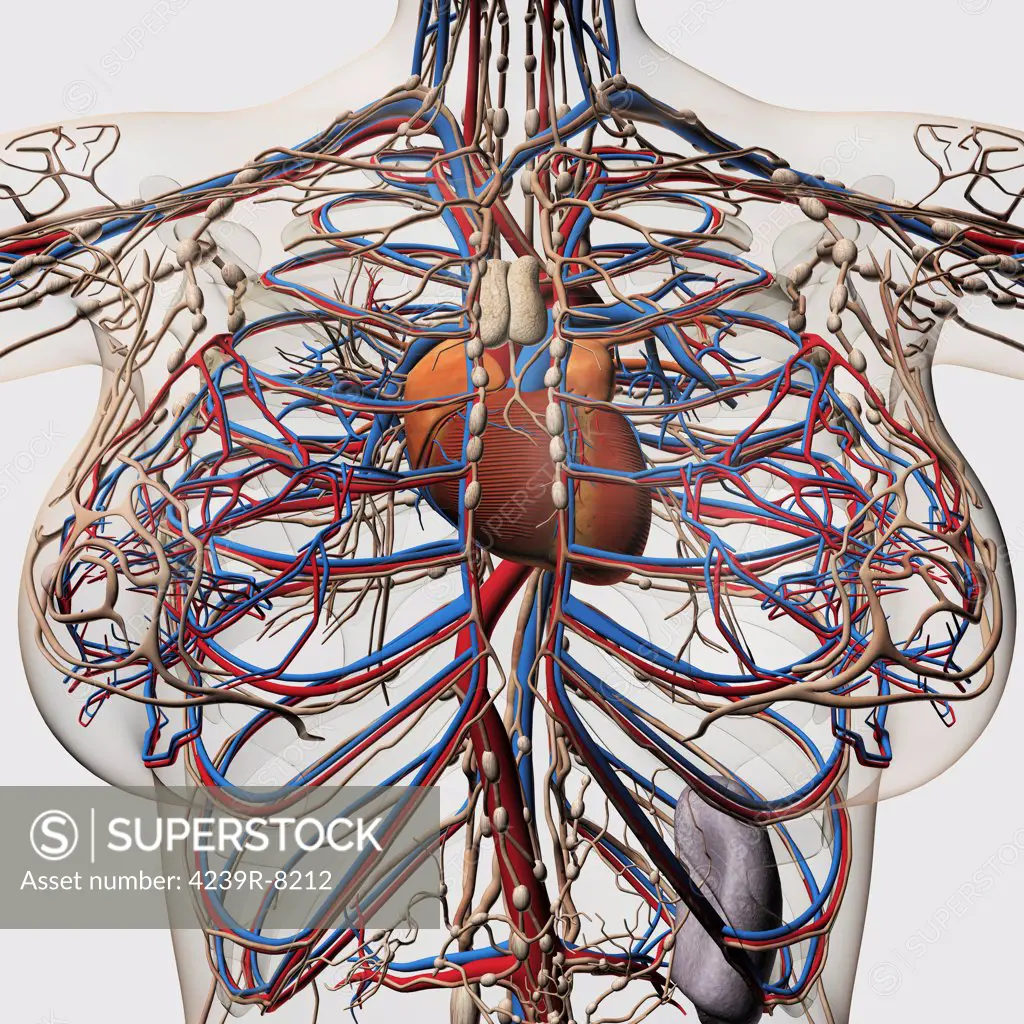 Medical illustration of female breast arteries, veins and lymphatic system with heart at center, front view.