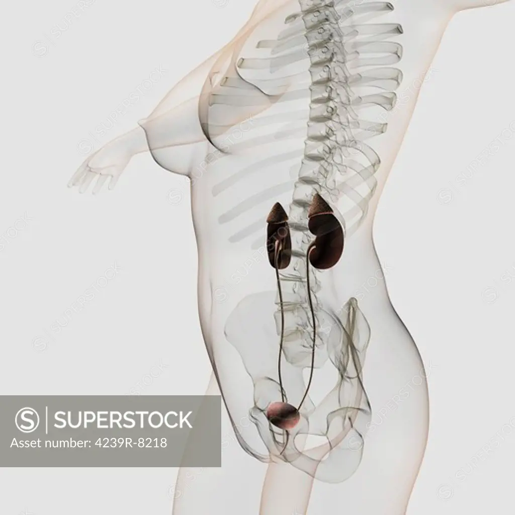 Three dimensional view of female urinary system, profile view.