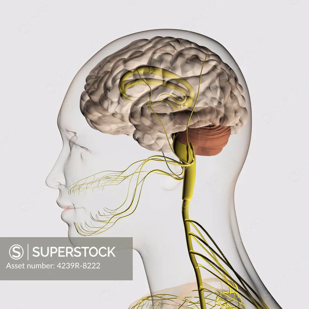 Medical illustration of the human nervous system and brain, close-up.