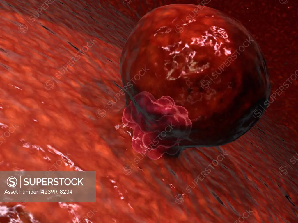A blastocyst begins implanting in the wall of the uterus.