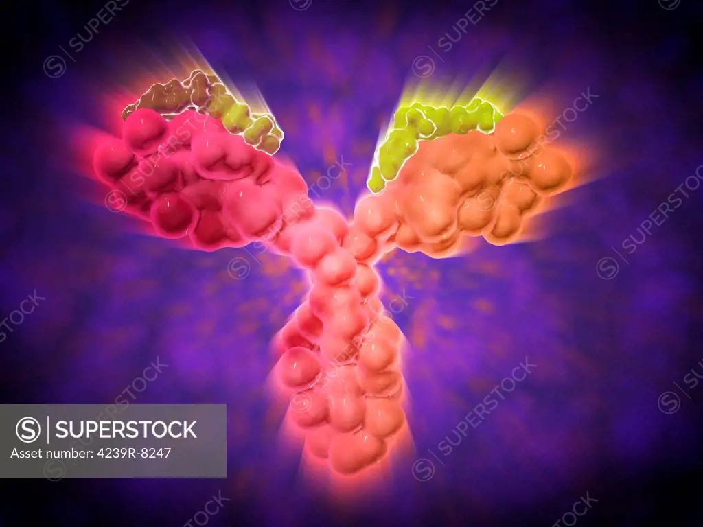 Microscopic view of a human antibody. Human antibodies are the Y-shaped proteins used by the immune system to defend against foreign objects like bacteria and viruses