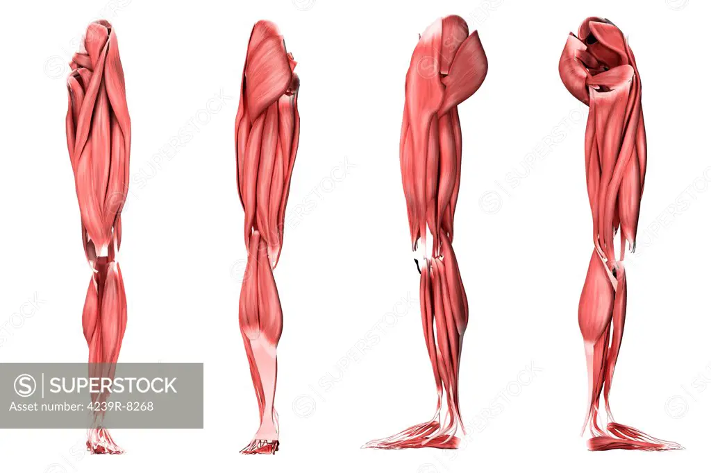 Medical illustration of human leg muscles, four side views.