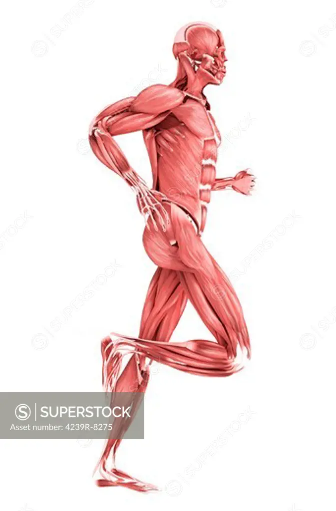 Medical illustration of male muscles running, side view.