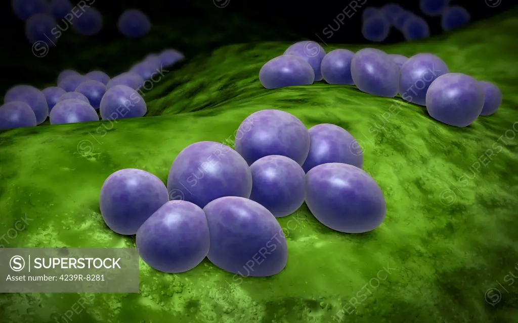 Microscopic view of staphylococcus.