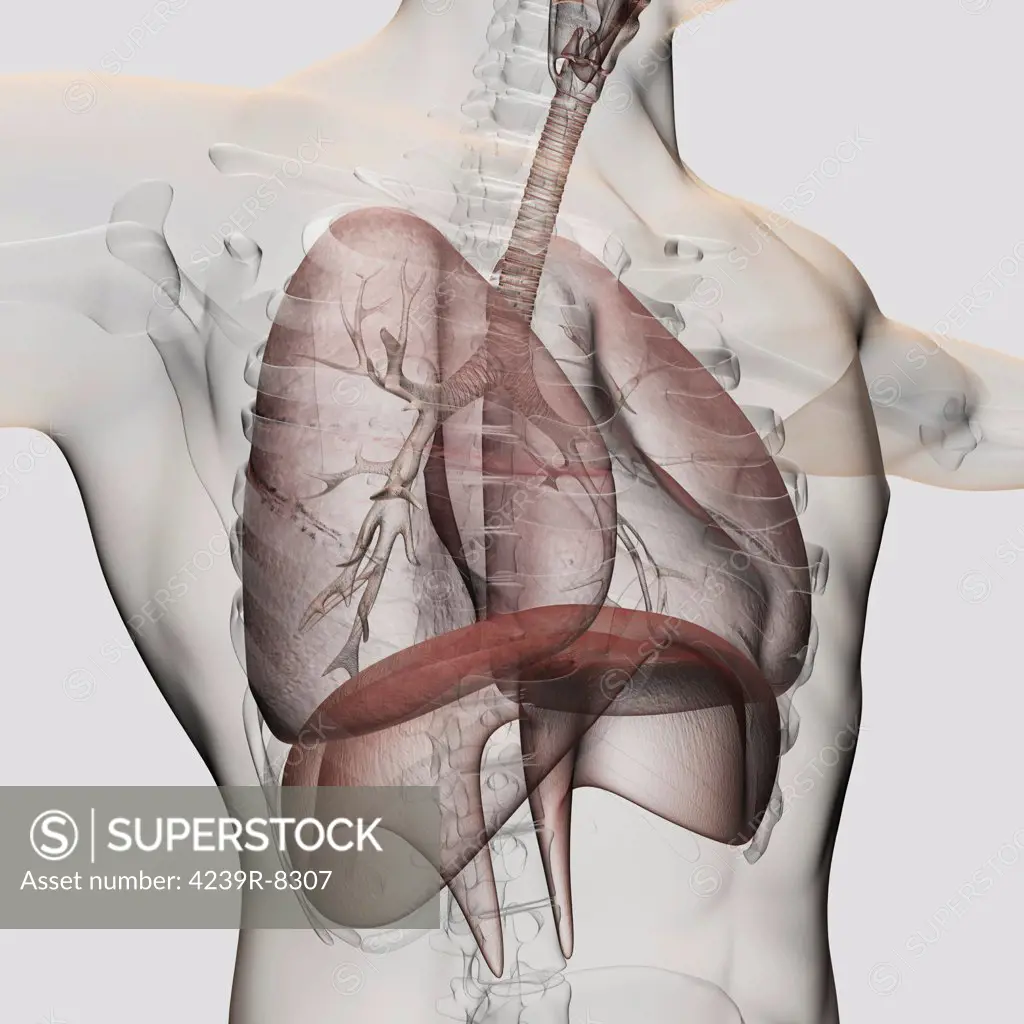 Three dimensional view of the male respiratory system, close-up.