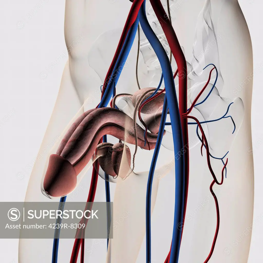Three dimensional medical illustration of male reproductive system.