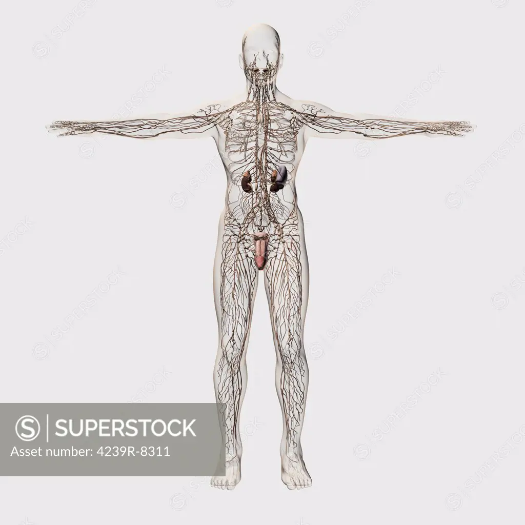 Three dimensional medical illustration of male lymphatic system and reproductive organs, front view.