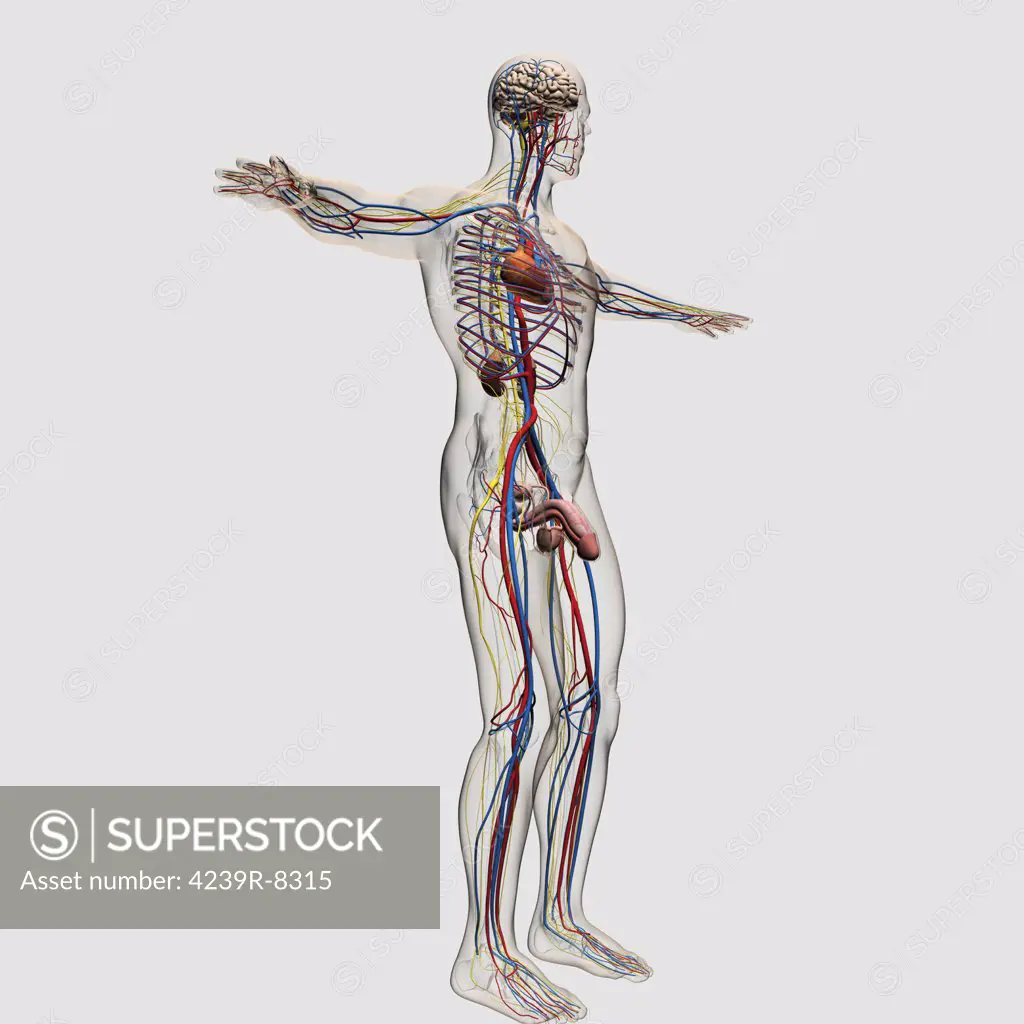 Three dimensional medical illustration of male reproductive system and circulatory system.