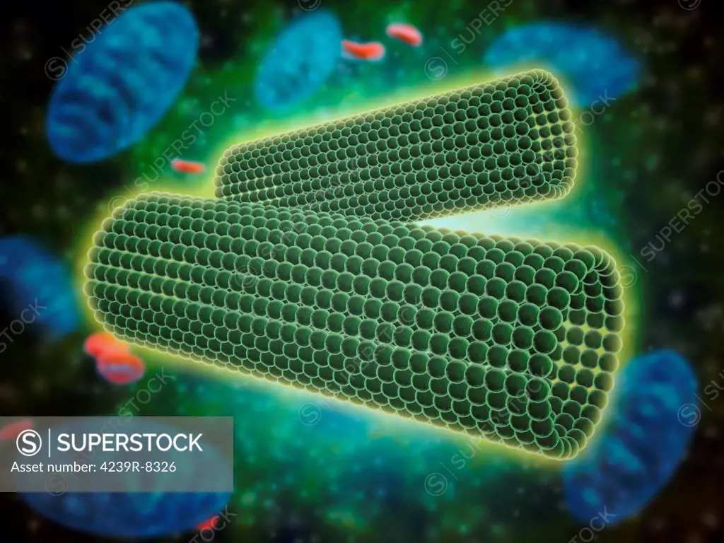 Microscopic view of barrel shaped structure of centrioles within a human cell. A centriole is a cylinder shaped cell structure found in most eukaryotic cells, family required for centrosome duplication in C. Elegans and in human cells.