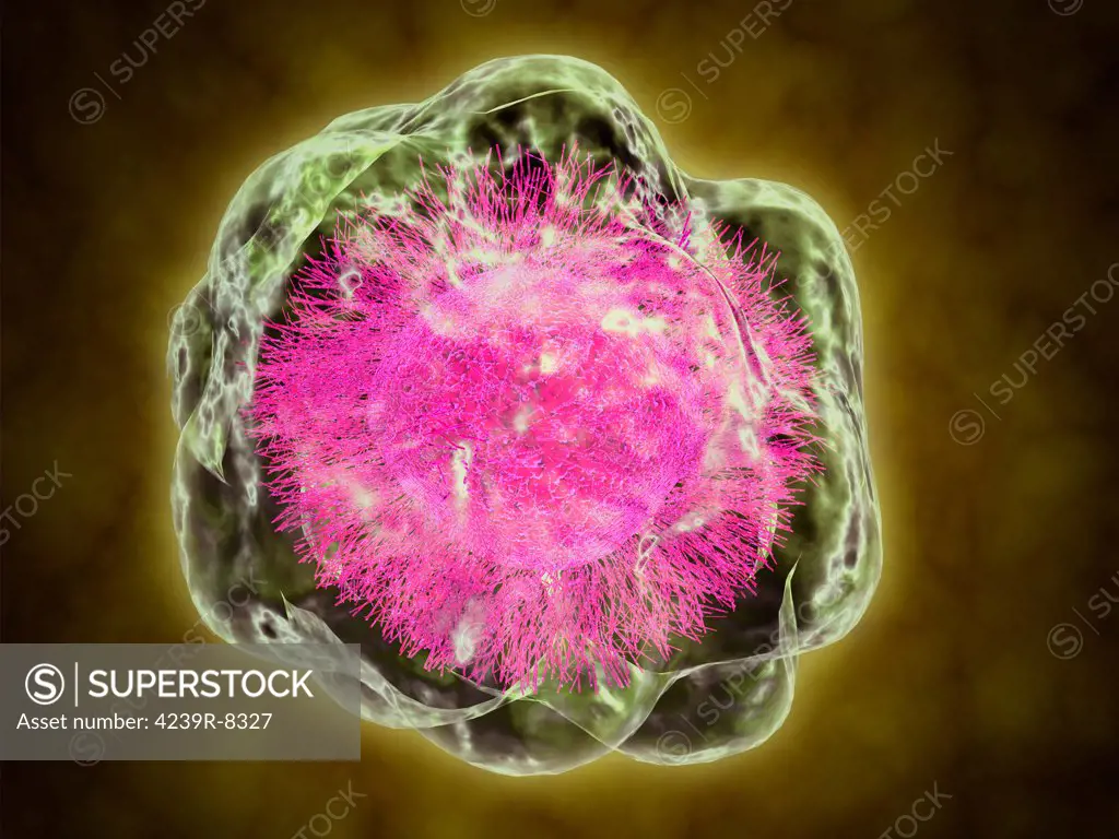 Conceptual image of cytoskeleton. The cytoskeleton is a cellular scaffolding or skeleton contained within a cell's cytoplasm, and is present in all cells.