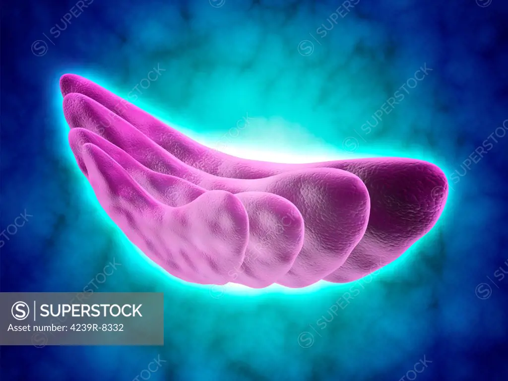 Conceptual image of the Golgi apparatus. The Golgi apparatus is an organelle found in most eukaryotic cells.