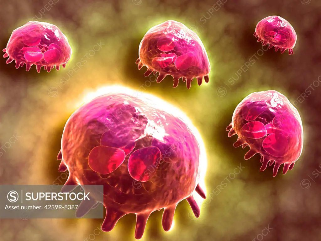 Microscopic view of phagocytic macrophages, which are involved in the immune response within the body.