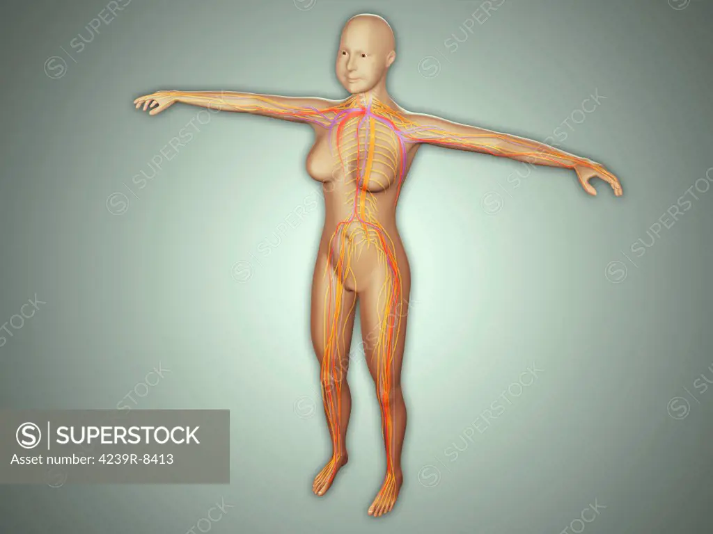 Anatomy of female body with arteries, veins and nervous system.