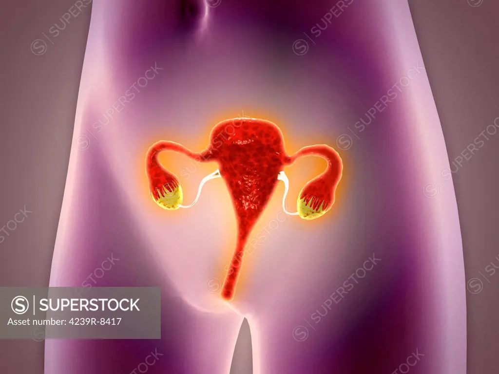 Anatomy of female body with uterus.