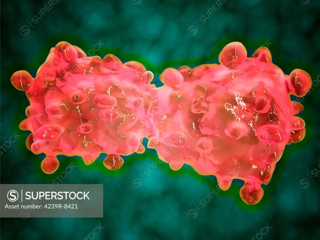Microscopic view of a leukemia cell.