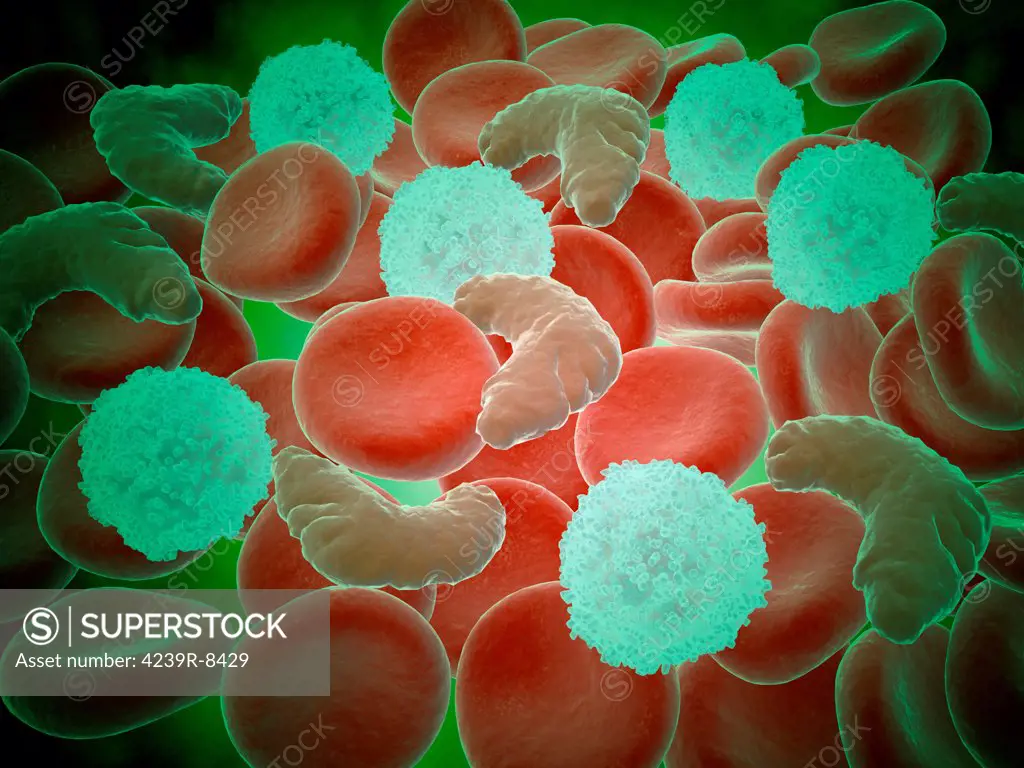 Conceptual image of sickle cell anemia with red blood cells and white bood cells.