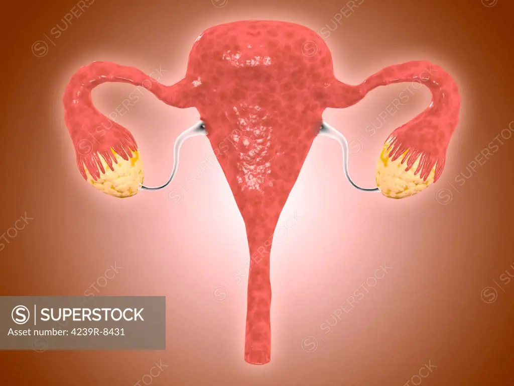 Anatomy of female uterus with ovaries.