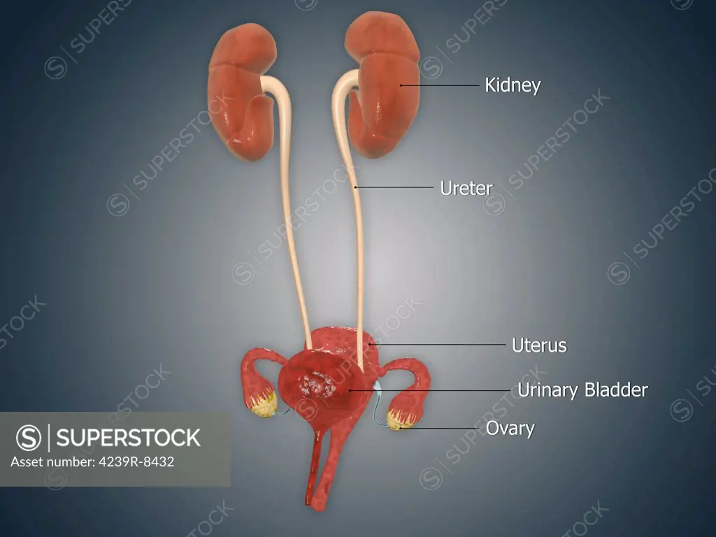 Anatomy of female uterus with ovaries, kidney and bladder.