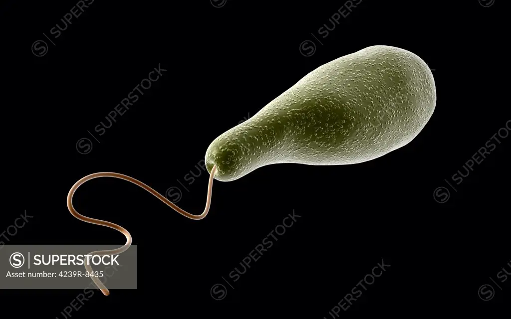 Conceptual image of Euglena.