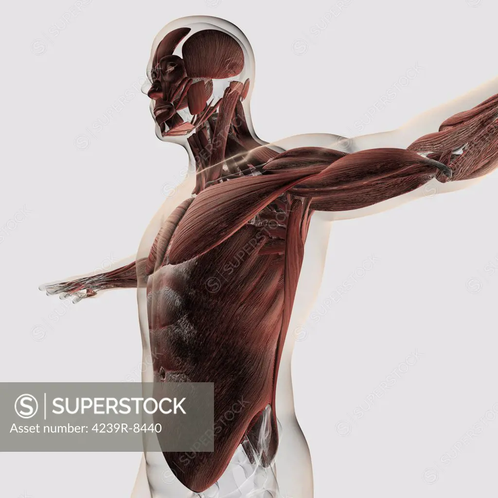 Anatomy of male muscles in upper body, side view.