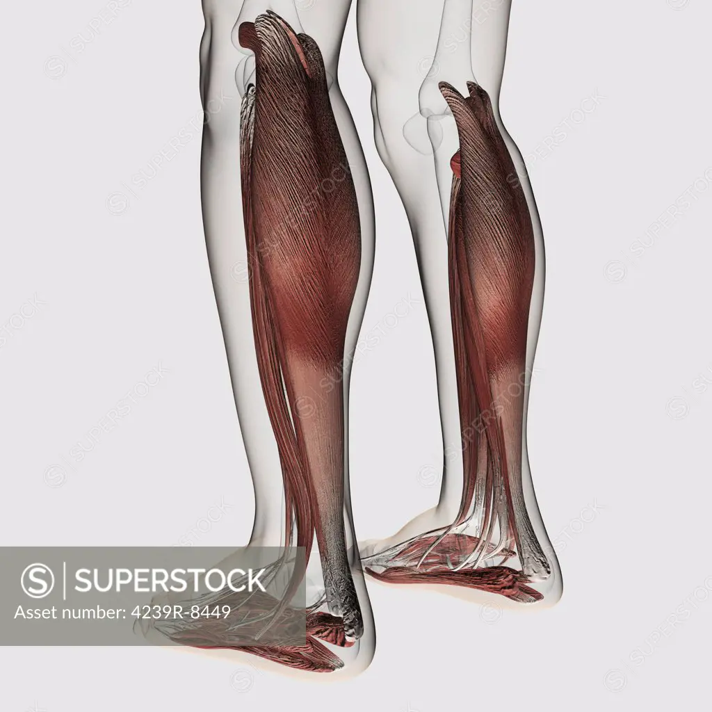 Male muscle anatomy of the human legs, anterior view.