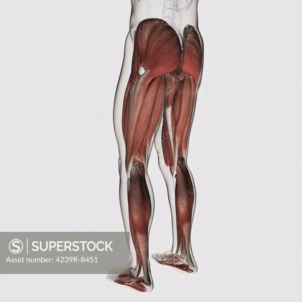 Male muscle anatomy of the human legs, posterior view.