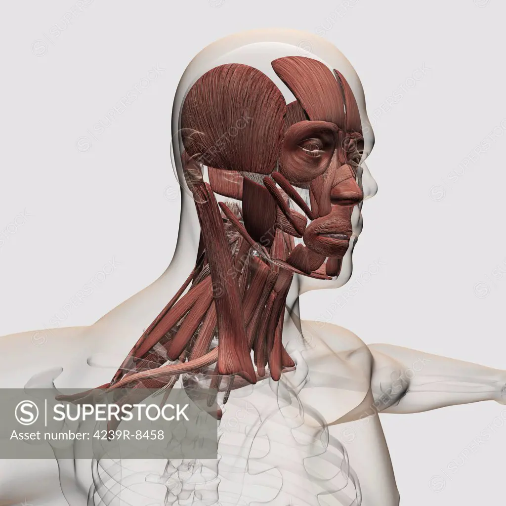 Anatomy of male facial and neck muscles, front view.