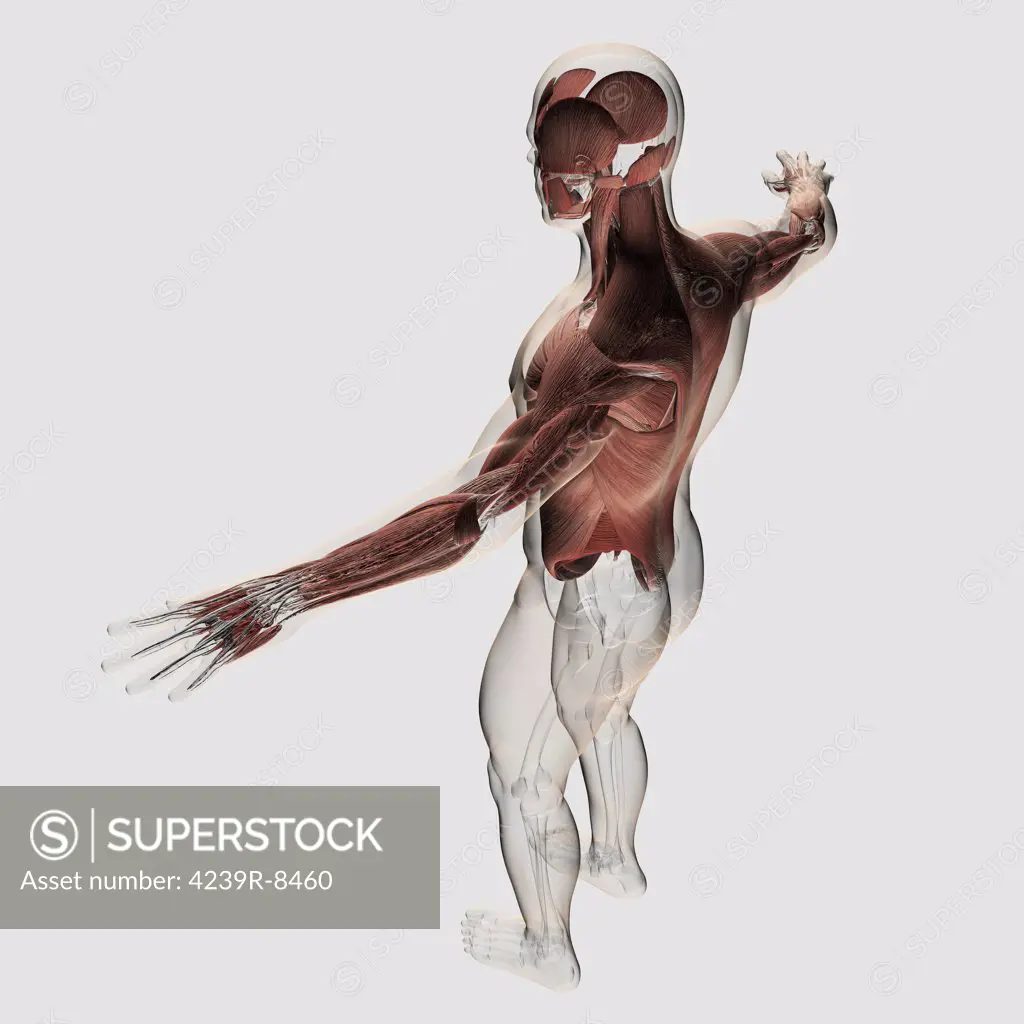 Anatomy of male muscles in upper body, posterior view.