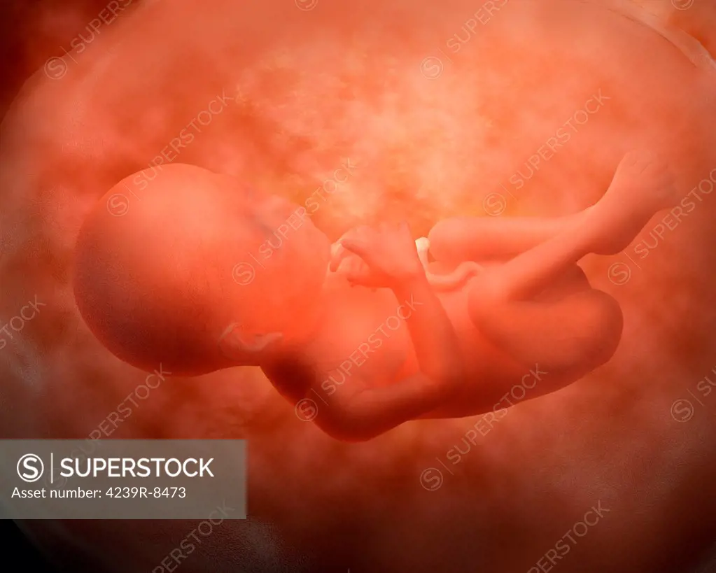 Medical illustration of fetus development at 24 weeks.