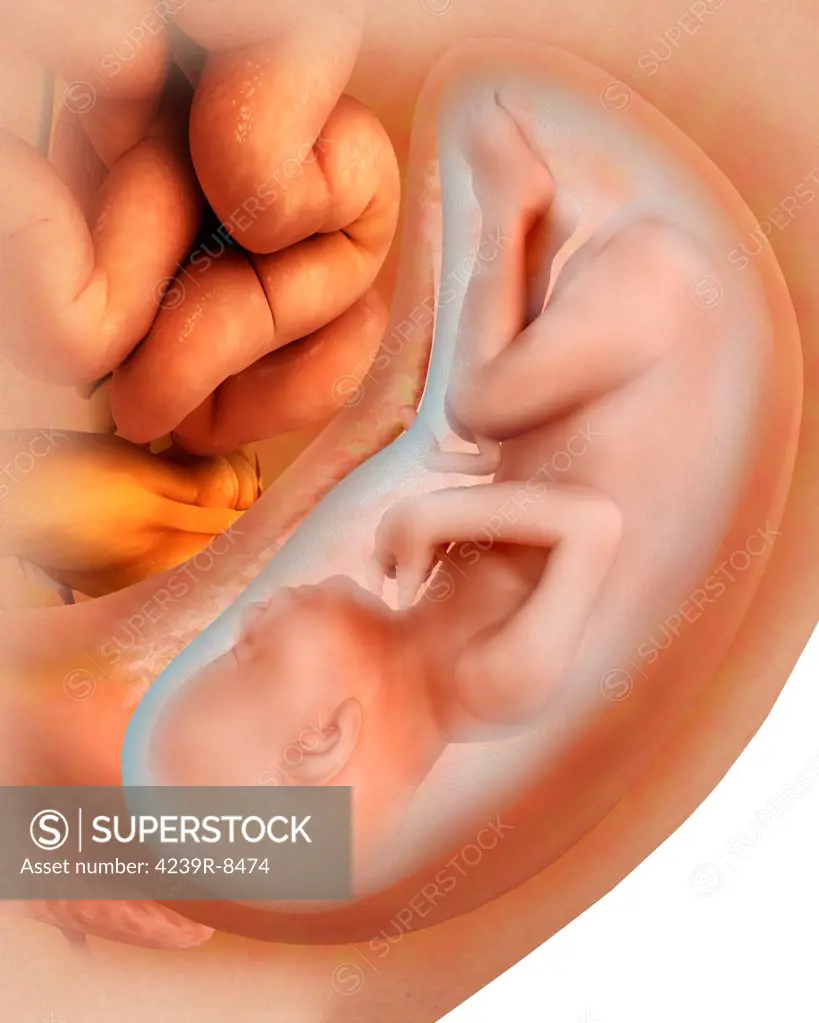 Medical illustration of fetus development at 36 weeks.