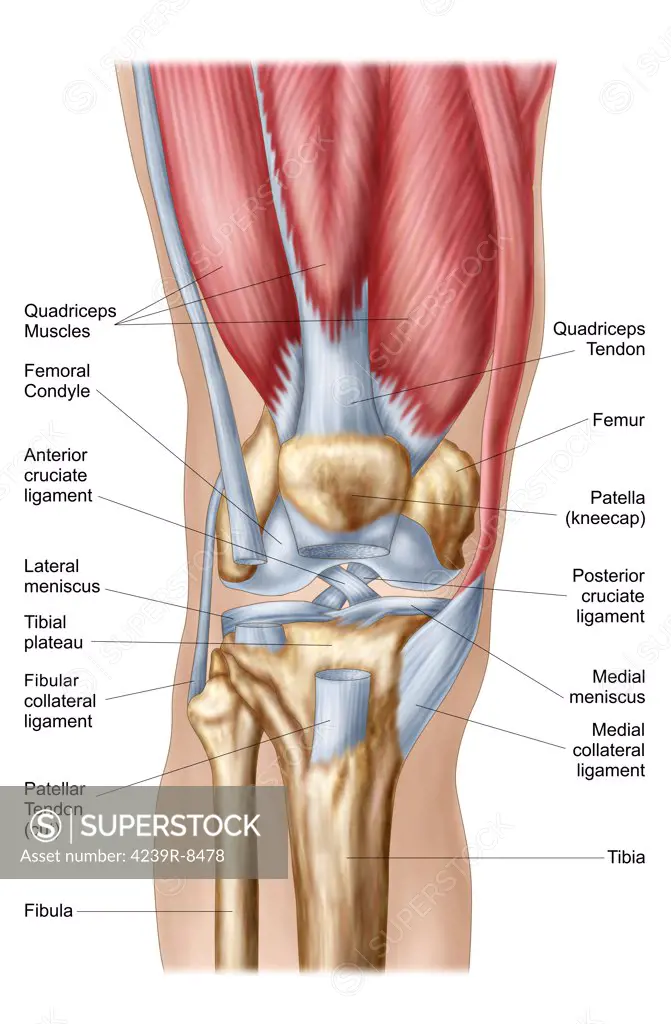 Anatomy of human knee joint.