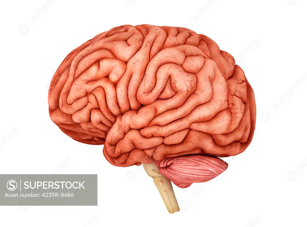 Anatomy of human brain, side view.