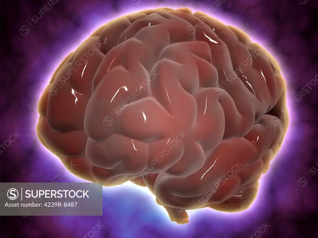 Conceptual image of human brain.