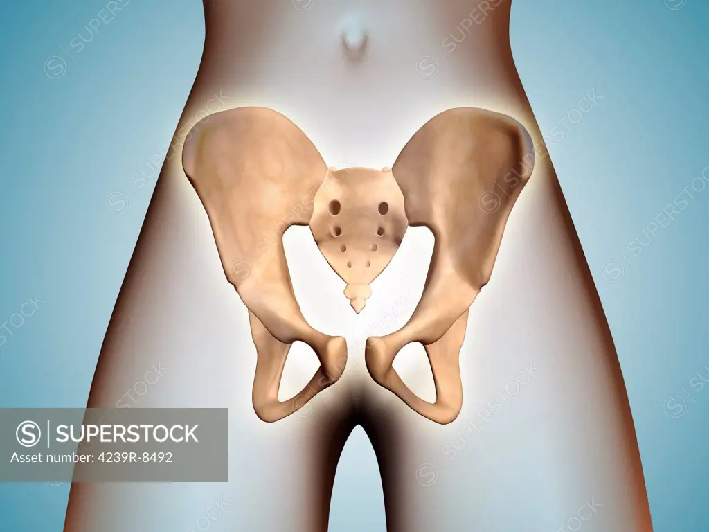 Anatomy of pelvic bone on female body.