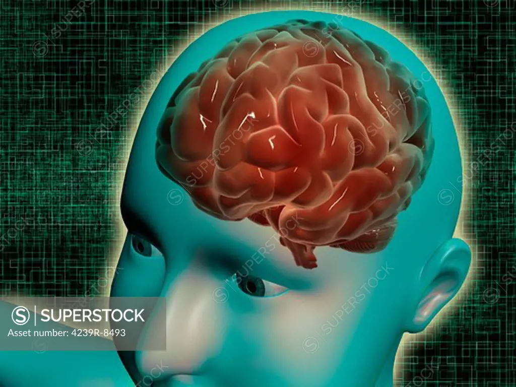 Conceptual image of female body with brain, side view.