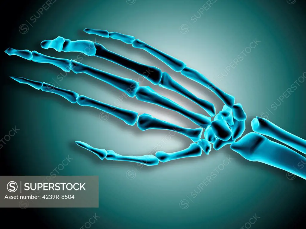 X-ray view of bones in human hand.