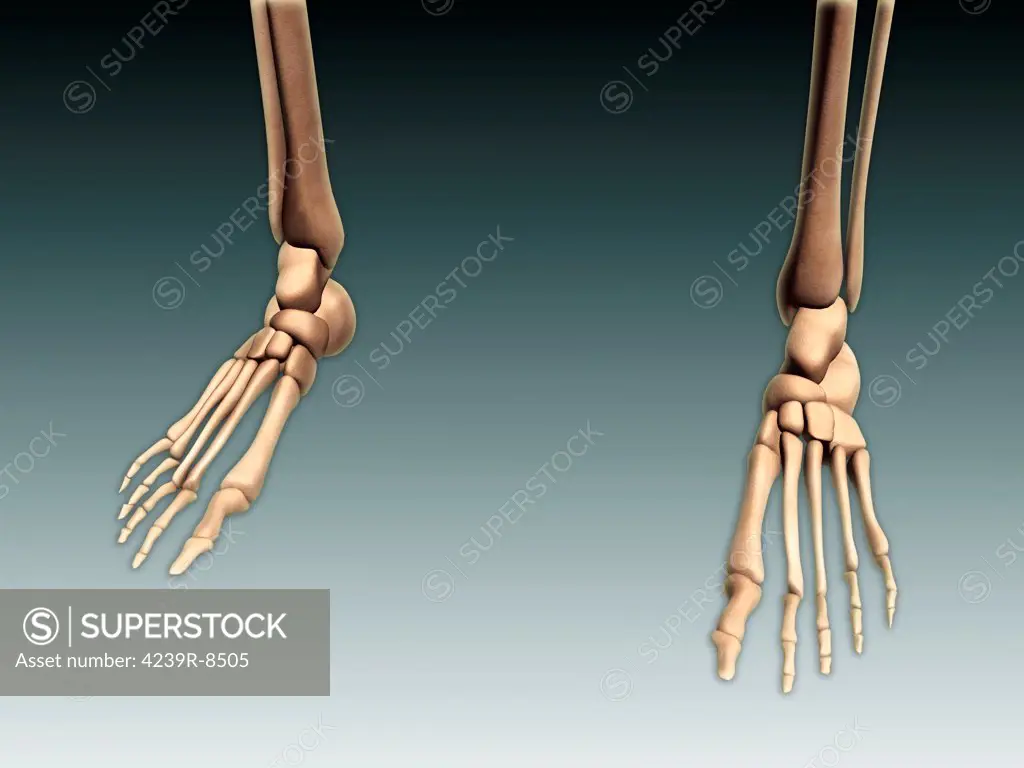 Conceptual image of bones in human legs and feet.