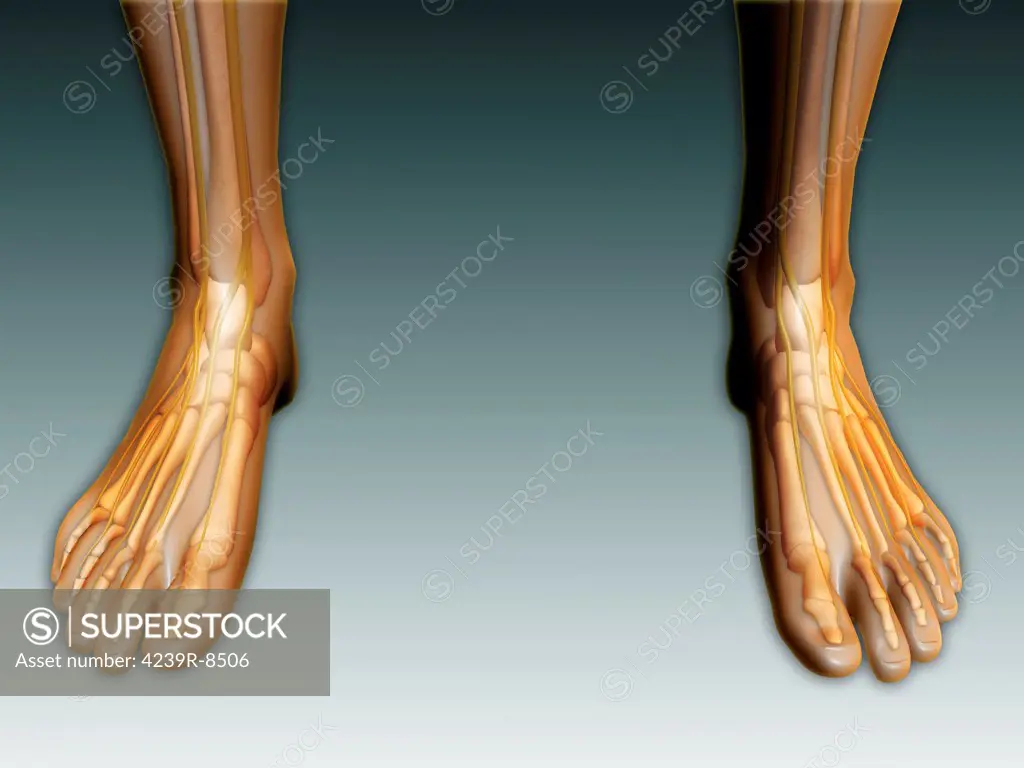 Conceptual image of human legs and feet with nervous system.