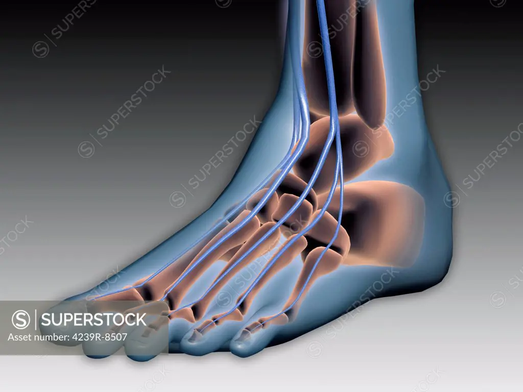 Conceptual image of human foot with nervous system.