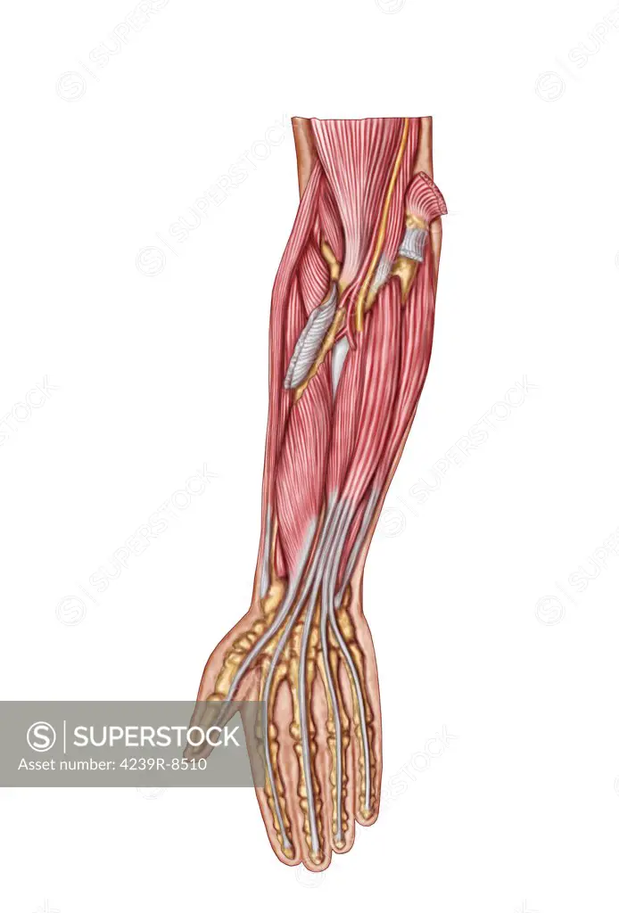 Anatomy of human forearm muscles, deep anterior view.