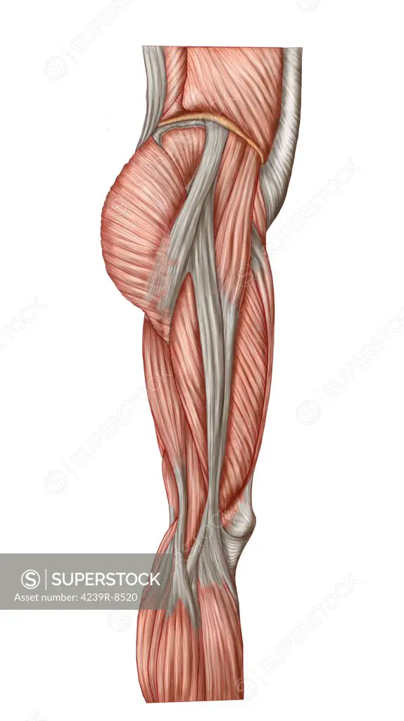 Anatomy of human thigh muscles, anterior view.