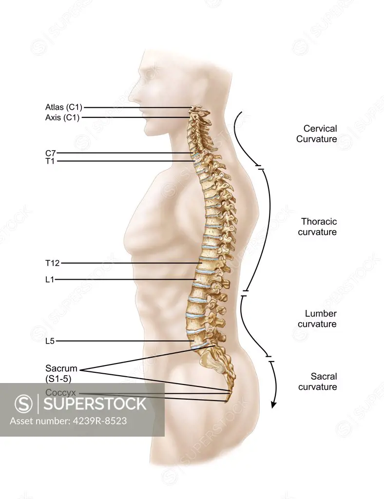 Anatomy of human vertebral column, left lateral view.