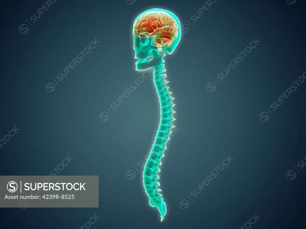 Conceptual image of human brain, skull and spinal cord.