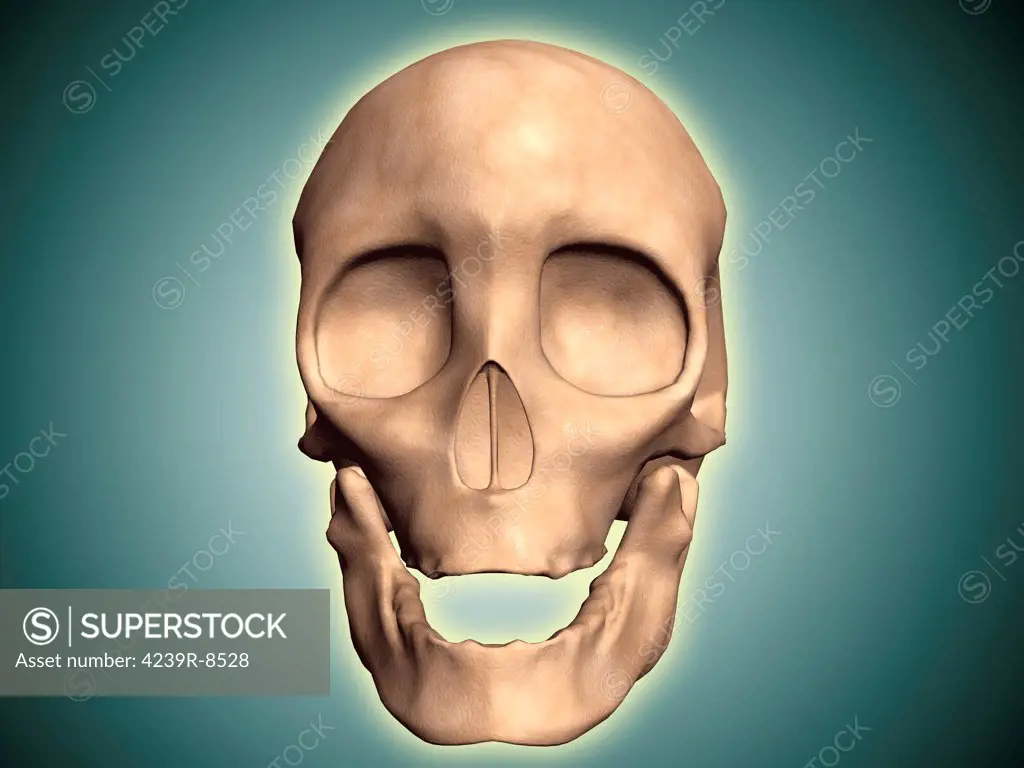 Conceptual image of human skull, front view.