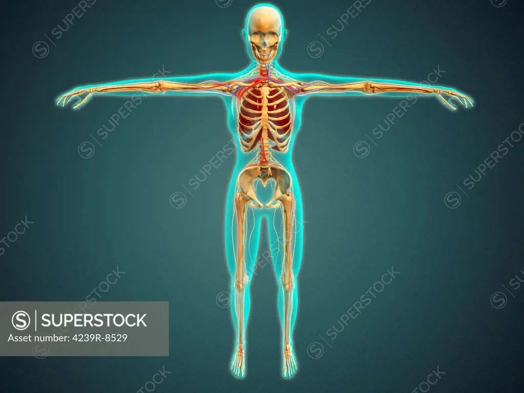 Medical illustration of human body showing skeletal system, arteries, veins, and nervous system.
