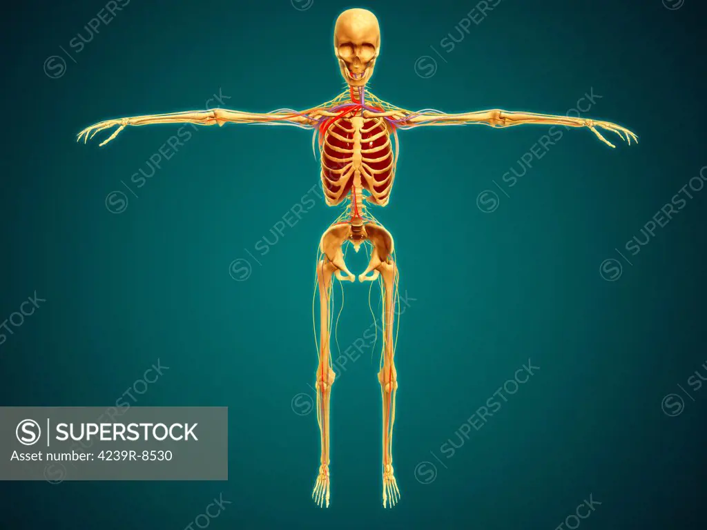 Front view of human skeleton with nervous system, arteries and veins.