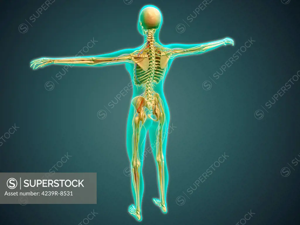 Medical illustration of human body showing skeletal system, arteries, veins, and nervous system.