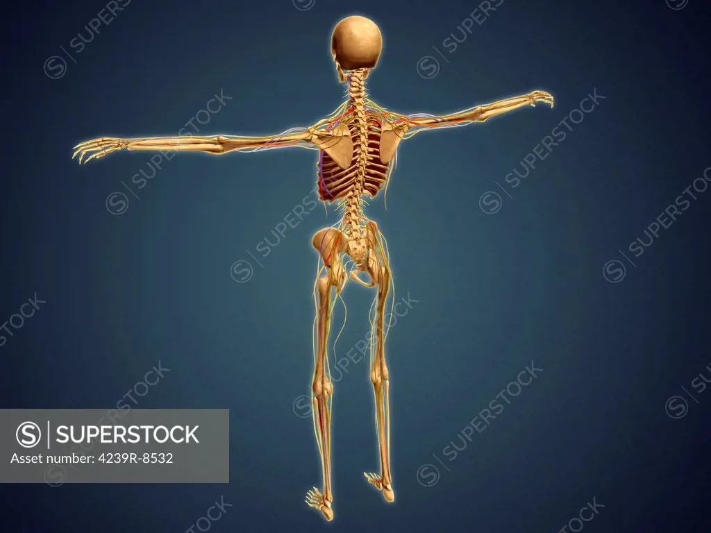 Back view of human skeleton with nervous system, arteries and veins.